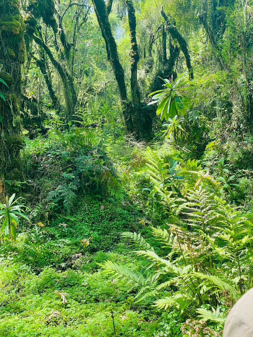 Hiking to the forest as the answer of our mental health
